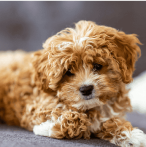 available cavapoo puppies