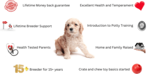 Cavapoo puppies for sale Michigan breeder benefits