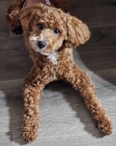 Ozzy, a deep red AKC Miniature Poodle and foundation sire at Luxury Paws Cavapoos.