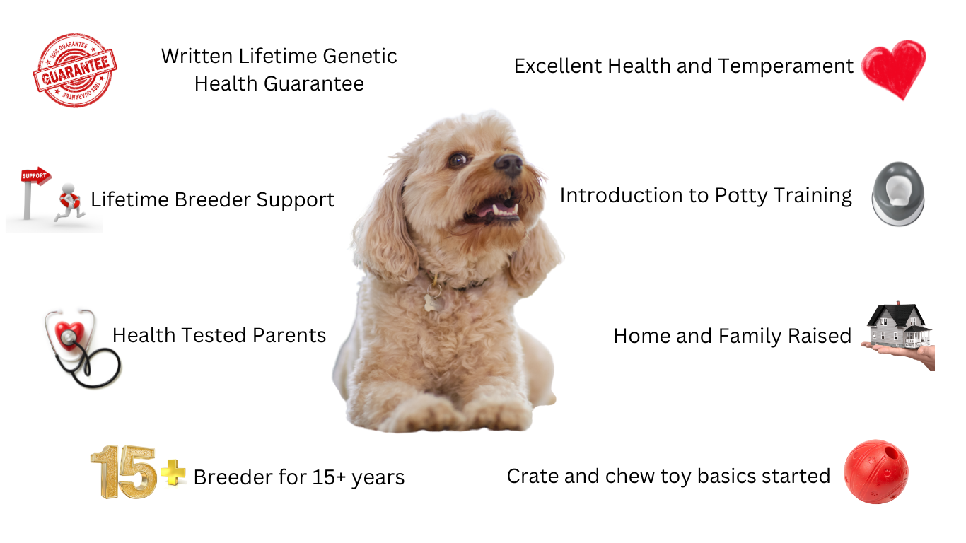 cavapoo image
